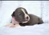 Photo №4. I will sell american staffordshire terrier in the city of Kishinev. from nursery, breeder - price - 1400$