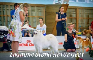 Additional photos: Puppies of a Samoyed dog (Samoyed) from the Kennel 