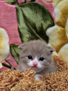 Additional photos: Cute little girl scottish fold