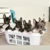 Photo №1. french bulldog - for sale in the city of Nivala | Is free | Announcement № 127889