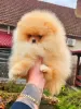 Photo №1. pomeranian - for sale in the city of Werbass | negotiated | Announcement № 127375