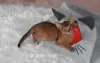 Additional photos: Abyssinian kittens