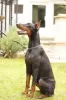 Additional photos: Doberman puppies for sale