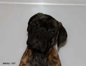 Additional photos: Chic puppies bullmastiff