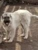 Additional photos: Caucasian Shepherd Puppies