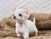 Photo №1. chihuahua - for sale in the city of Södertälje | 423$ | Announcement № 126620