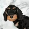 Additional photos: Wirehaired dachshund - dachshund puppies, kennel