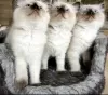 Photo №4. I will sell ragdoll in the city of Kansas City. private announcement - price - 300$