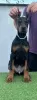 Photo №1. dobermann - for sale in the city of Бачка-Паланка | negotiated | Announcement № 119390