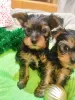 Photo №3. Yorkshire Terrier puppies. Latvia