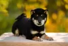 Photo №2 to announcement № 29449 for the sale of shiba inu - buy in Russian Federation breeder