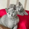 Photo №2 to announcement № 84201 for the sale of russian blue - buy in Finland private announcement