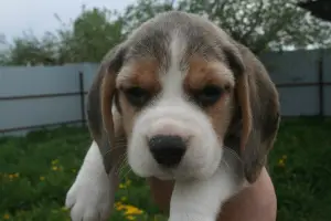 Additional photos: Beagle puppies from the champion, installments, delivery, kennel "Dogstyle