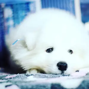 Photo №2 to announcement № 4141 for the sale of samoyed dog - buy in Russian Federation private announcement