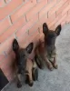 Photo №3. Belgian Shepherd Malinois puppies for sale. Russian Federation