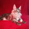 Photo №4. I will sell maine coon in the city of Barnaul. from nursery - price - negotiated