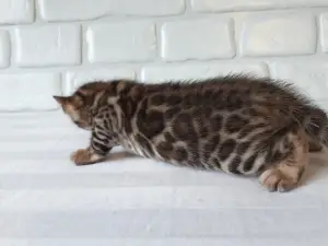 Photo №3. Bengal cat 1. Russian Federation