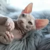 Photo №3. Canadian Sphynx, male, white odd-eyed. Ukraine