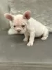 Photo №1. french bulldog - for sale in the city of New York | 400$ | Announcement № 128744