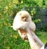 Photo №2 to announcement № 106585 for the sale of pomeranian - buy in Russian Federation from nursery, breeder