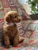 Additional photos: Toy Poodle Puppies