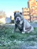 Additional photos: AMERICAN BULLY PUPPIES