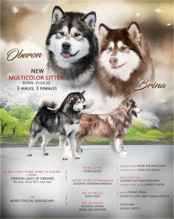 Photo №1. alaskan malamute - for sale in the city of Eagle | 497$ | Announcement № 7097