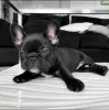 Photo №1. french bulldog - for sale in the city of Tallinn | negotiated | Announcement № 126960