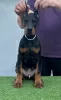 Photo №4. I will sell dobermann in the city of Бачка-Паланка. breeder - price - negotiated