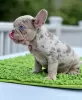 Photo №2 to announcement № 87473 for the sale of french bulldog - buy in United Kingdom private announcement