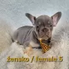 Additional photos: French bulldog puppy, exotic