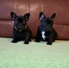 Additional photos: French bulldog puppies