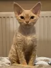 Additional photos: Devon Rex Cinnamon