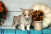 Photo №4. I will sell welsh corgi in the city of Cholargos.  - price - 296$