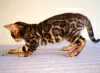 Additional photos: Bengal kittens