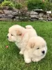 Photo №3. Beautiful Chow Chow puppies. Finland