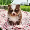 Photo №1. pomeranian - for sale in the city of Texas City | 494$ | Announcement № 45833