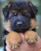 Photo №2 to announcement № 130679 for the sale of german shepherd - buy in Estonia private announcement