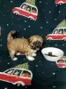 Photo №2 to announcement № 126401 for the sale of lhasa apso - buy in Russian Federation from nursery, breeder