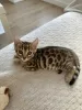 Photo №2 to announcement № 96389 for the sale of bengal cat - buy in Germany private announcement