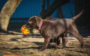 Additional photos: Adorable Labrador Puppies