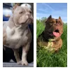 Photo №2 to announcement № 24622 for the sale of american bully - buy in Belarus private announcement