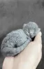 Photo №3. Beautiful British Shorthair Blue Babies. Turkey