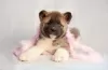 Photo №4. I will sell american akita in the city of Казахстан. breeder - price - 634$