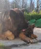 Photo №4. Mating german shepherd in Poland. Announcement № 42745