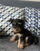 Photo №2 to announcement № 74200 for the sale of yorkshire terrier - buy in Germany private announcement