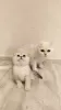 Photo №1. scottish fold - for sale in the city of Daugavpils | negotiated | Announcement № 69530