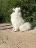 Additional photos: Samoyed mating