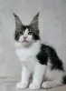 Photo №2 to announcement № 118297 for the sale of maine coon - buy in United States private announcement