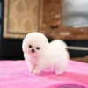 Photo №1. pomeranian - for sale in the city of San Francisco | 350$ | Announcement № 130511